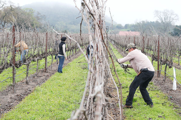 Napa County Pruning Contest